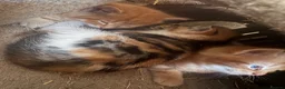 Mixed Breed cats for sale: Kittens looking for forever home! - Advert 7