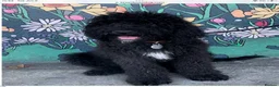 Saint Berdoodle dogs for sale: Striking and Rare Saint Bernadoodle Pups - Advert 18