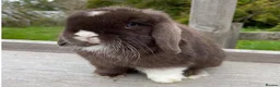 Mini Lop rabbits for sale: Hobby breeder of mini lops bunnies  - Advert 7