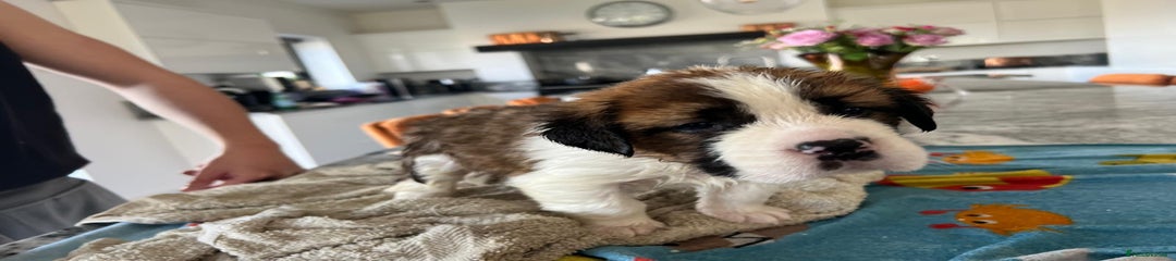 Saint Bernard Puppy 7