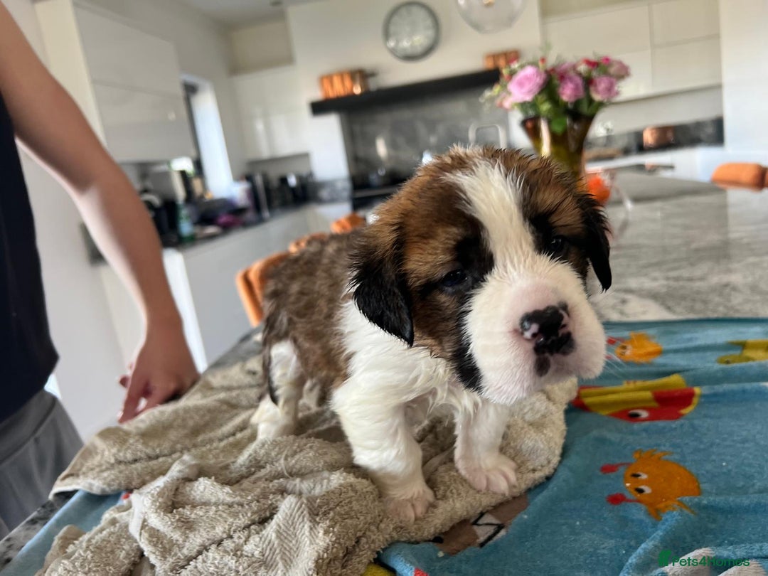 Saint Bernard dogs for sale: KC Registered St. Bernards For Sale! - Image 12
