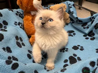 Ragdoll cats Beautiful Ragdoll Kittens - Advert 9
