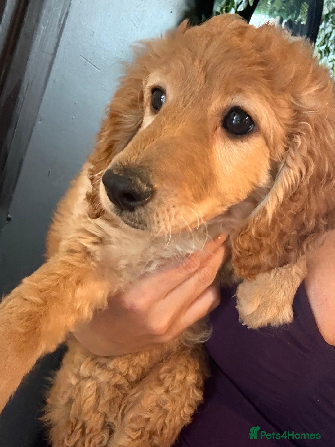 Mixed Breed dogs for sale: Cavapoo puppies  - Image 4
