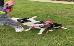 Border Collie dogs for sale: Penny  - Image 2