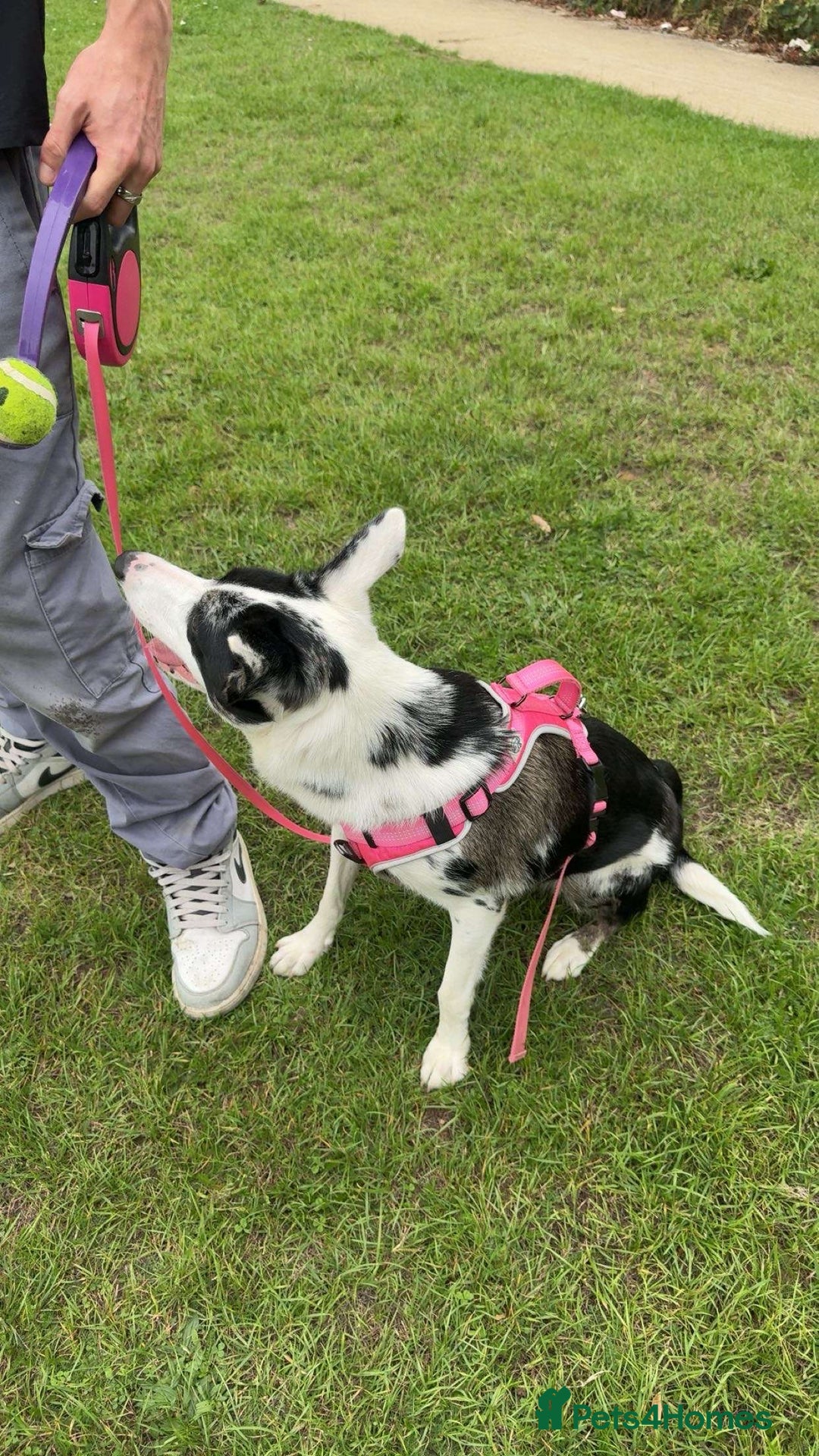 Border Collie dogs for sale: Penny  - Image 2