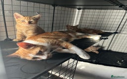 Domestic Shorthair cats for sale: William & Harry (The Royals) - Image 12