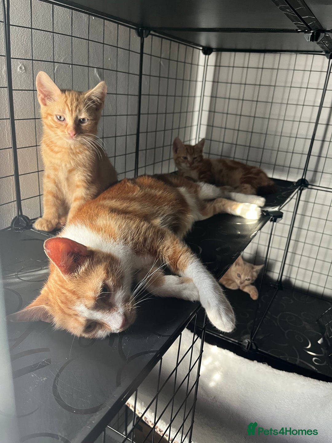 Domestic Shorthair cats for sale: William & Harry (The Royals) - Image 12