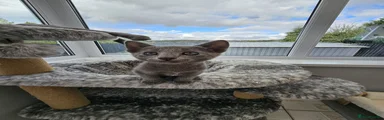 Russian Blue 2