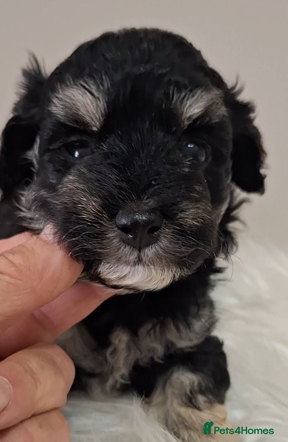 Maltipoo dogs 🐾🐾..PHANTOM/TRI MALTIPOO...🐾🐾 - Advert 5