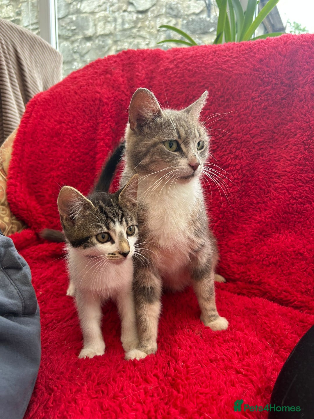 Mixed Breed cats for sale: Gorgeous kittens - Image 9