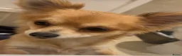 Chihuahua dogs for sale: Pure bred tiny chihuahua puppies  - Advert 3