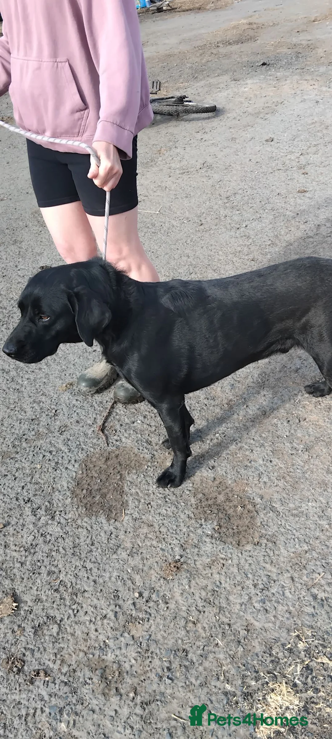Labrador Retriever dogs for sale: Lovely lab neutered male - Advert 4