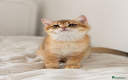 British Shorthair cats for sale: Ready now gorgeus Golden British SH male kitten - Image 10
