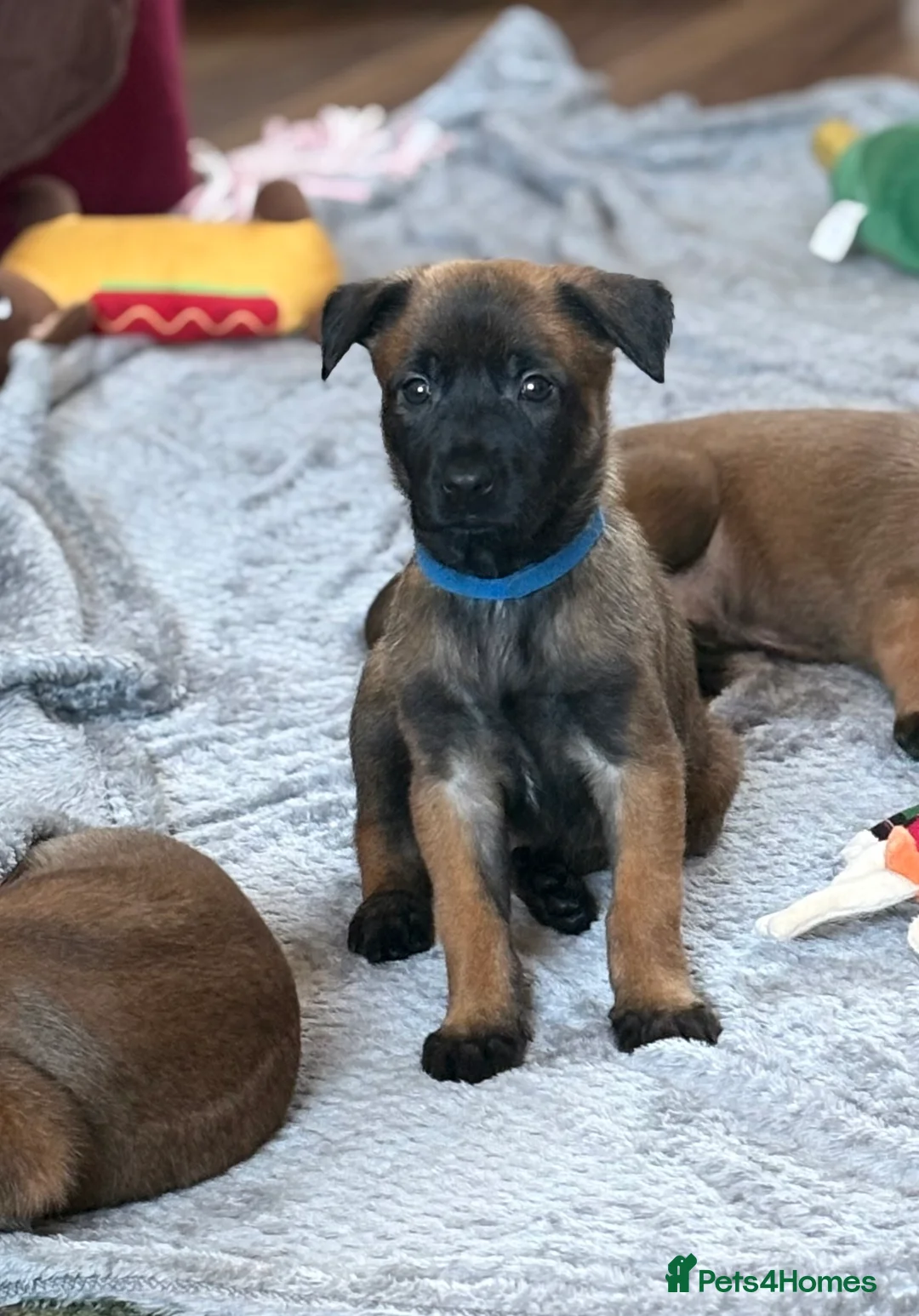 Belgian Shepherd Dog dogs for sale: Belgian Malinois Puppies - Advert 18