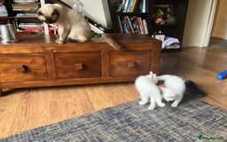Scottish Fold cats for sale: Scottish fold & Khao Manee mix sisters - Image 20