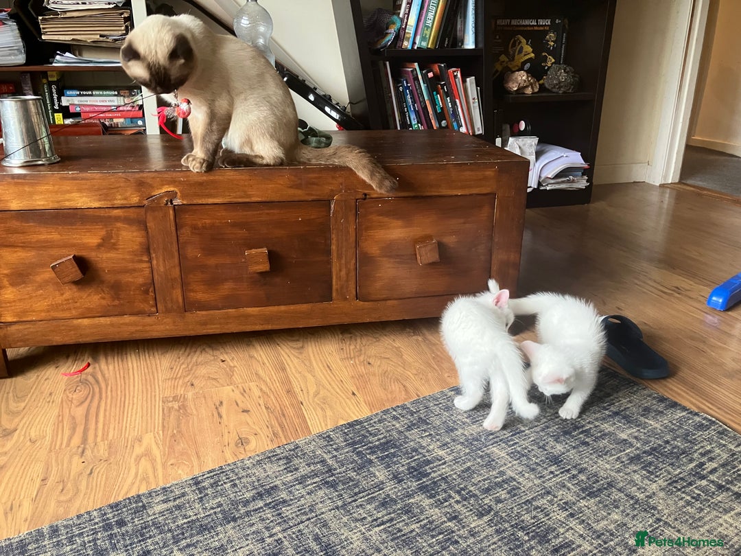 Scottish Fold cats for sale: Scottish fold & Khao Manee mix sisters - Image 20