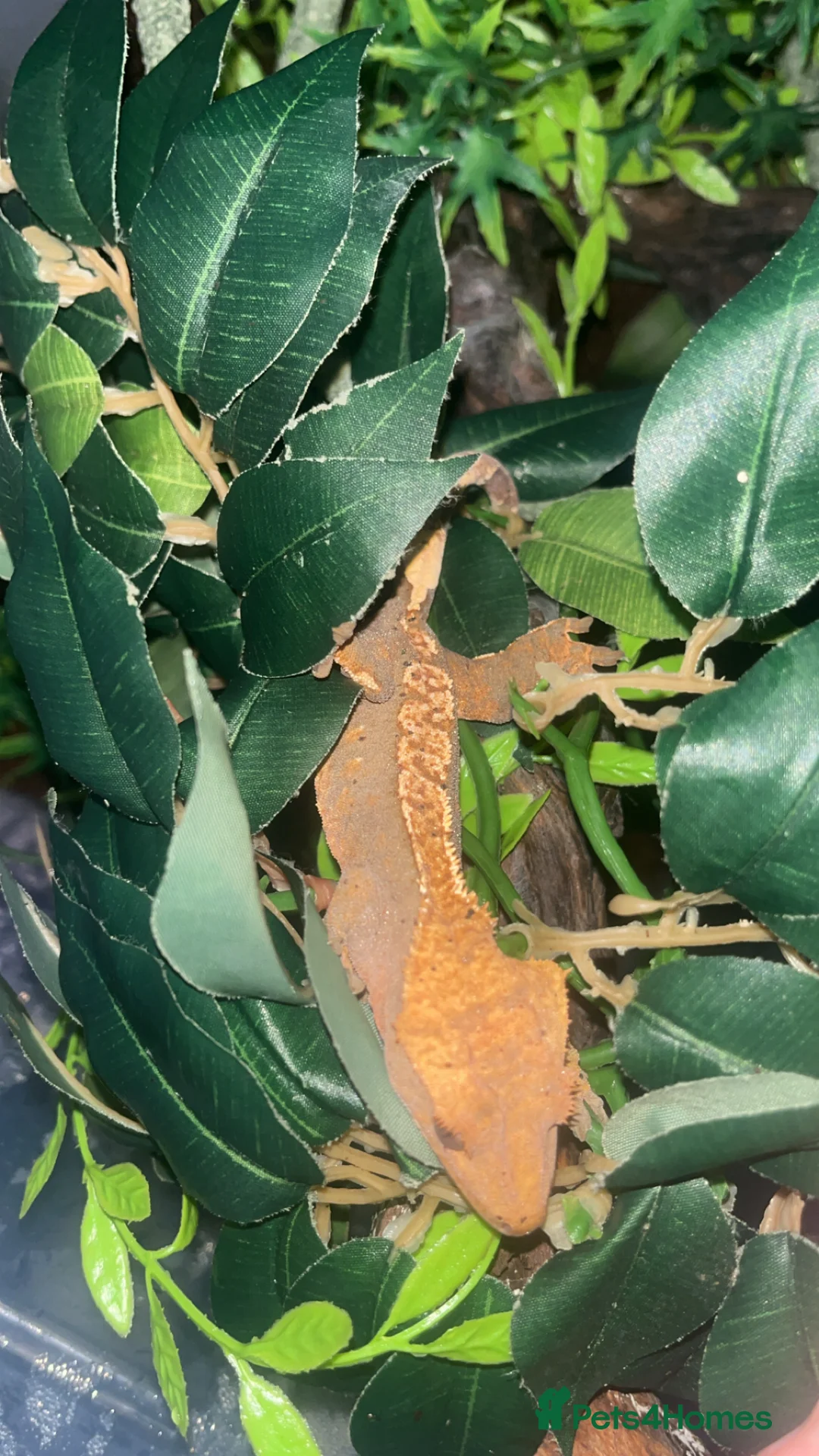 Gecko reptiles for sale: Crested gecko - Advert 11