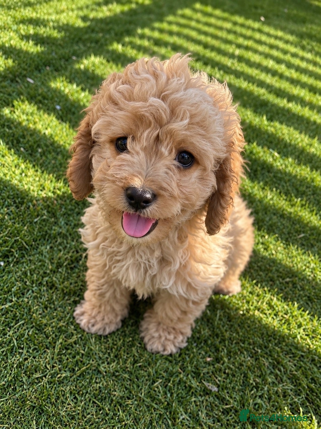 Cavapoo dogs Adorable Cavapoo puppies PRA CLEAR! READY TO GO!  - Advert 18