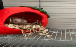 Mouse rodents for sale: 2 female Siamese fancy mice  - Image 5