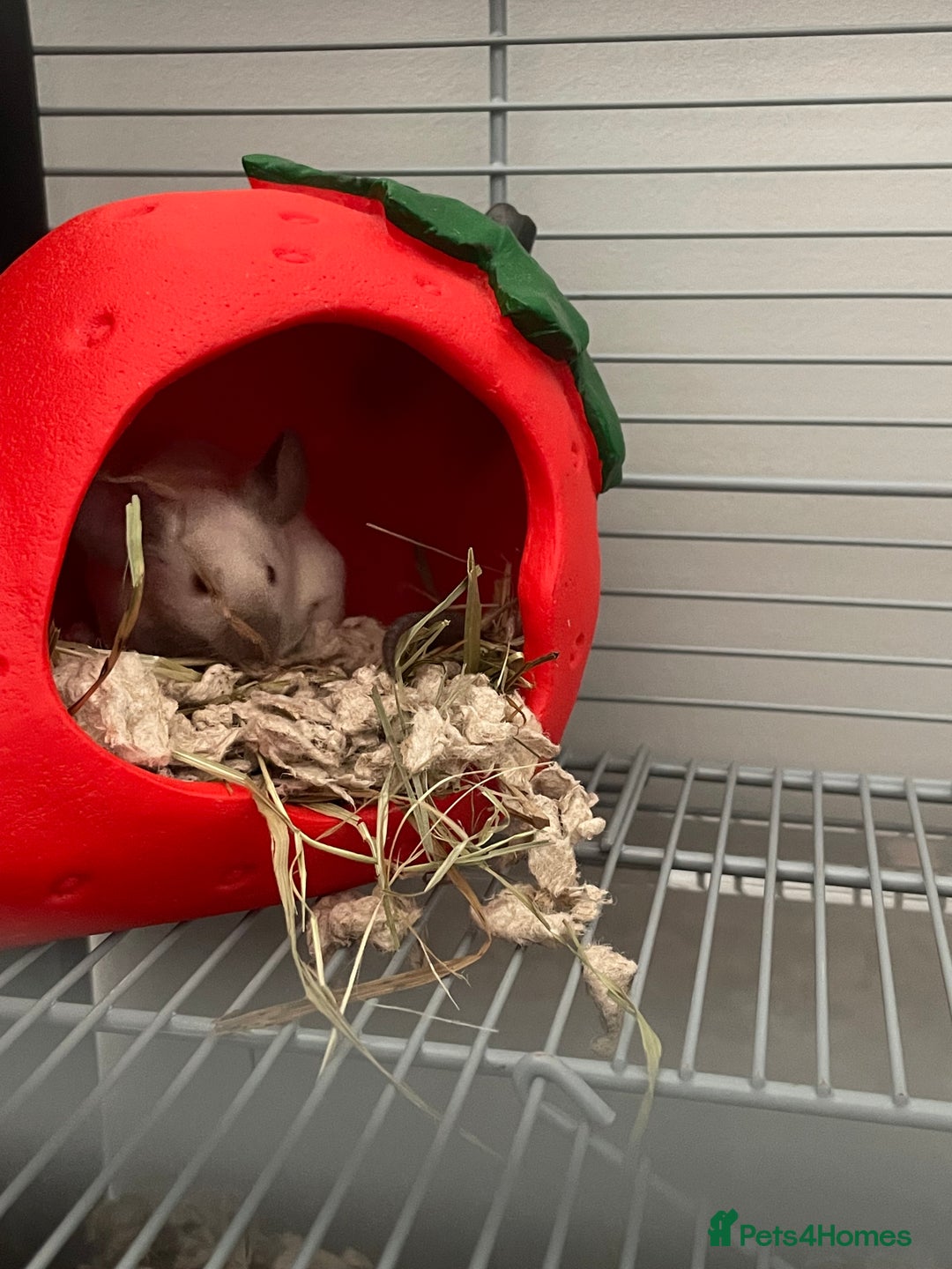 Mouse rodents for sale: 2 female Siamese fancy mice  - Image 5