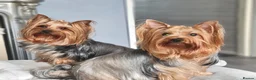 Yorkshire Terrier dogs for sale: Pedigree miniature Yorkshire terriers puppies  - Advert 4