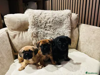 Mixed Breed dogs Puppies - Advert 2