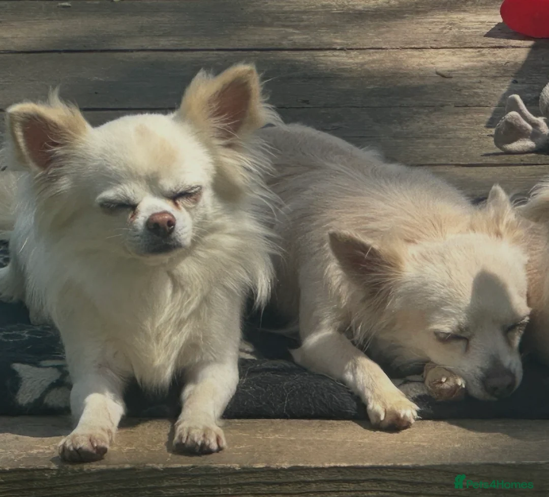 Chihuahua dogs for sale: Chihuahua pups in Kingston upon Thames - Advert 2