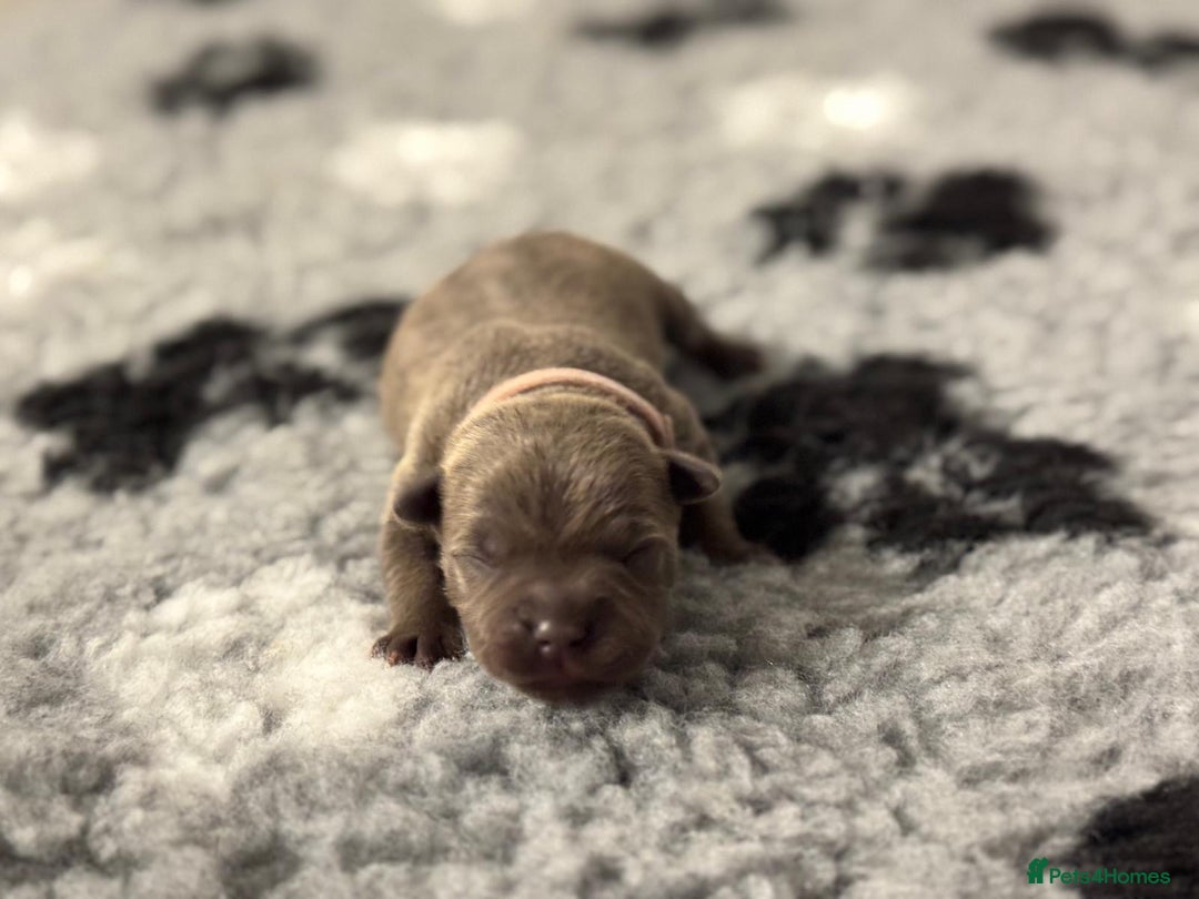 Staffordshire Bull Terrier dogs for sale: 🏆BLUE CHAMPION STAFFORDSHIRE BULL TERRIER PUPS  - Image 5