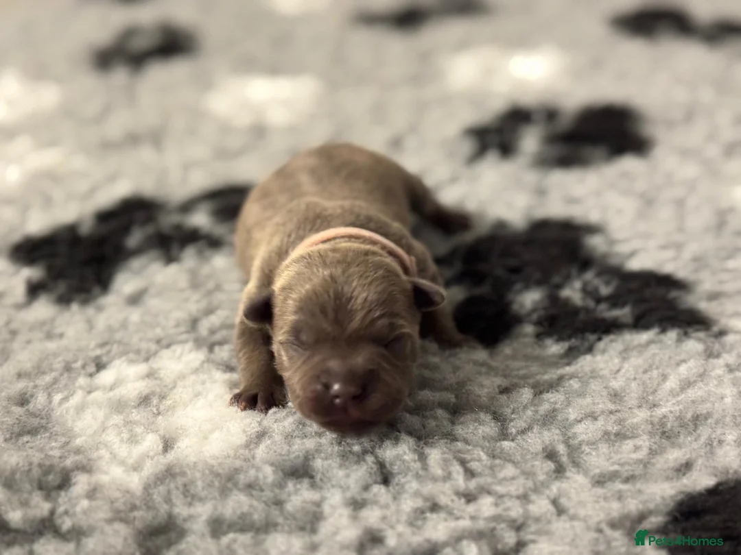 Staffordshire Bull Terrier dogs for sale: 🏆 CHAMPION BLUE BITCH READY TO LEAVE 🏆 - Advert 8