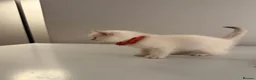 Scottish Fold cats for sale: ⭐️ 5 Beautiful Scottish Folds! ⭐️ - Advert 12