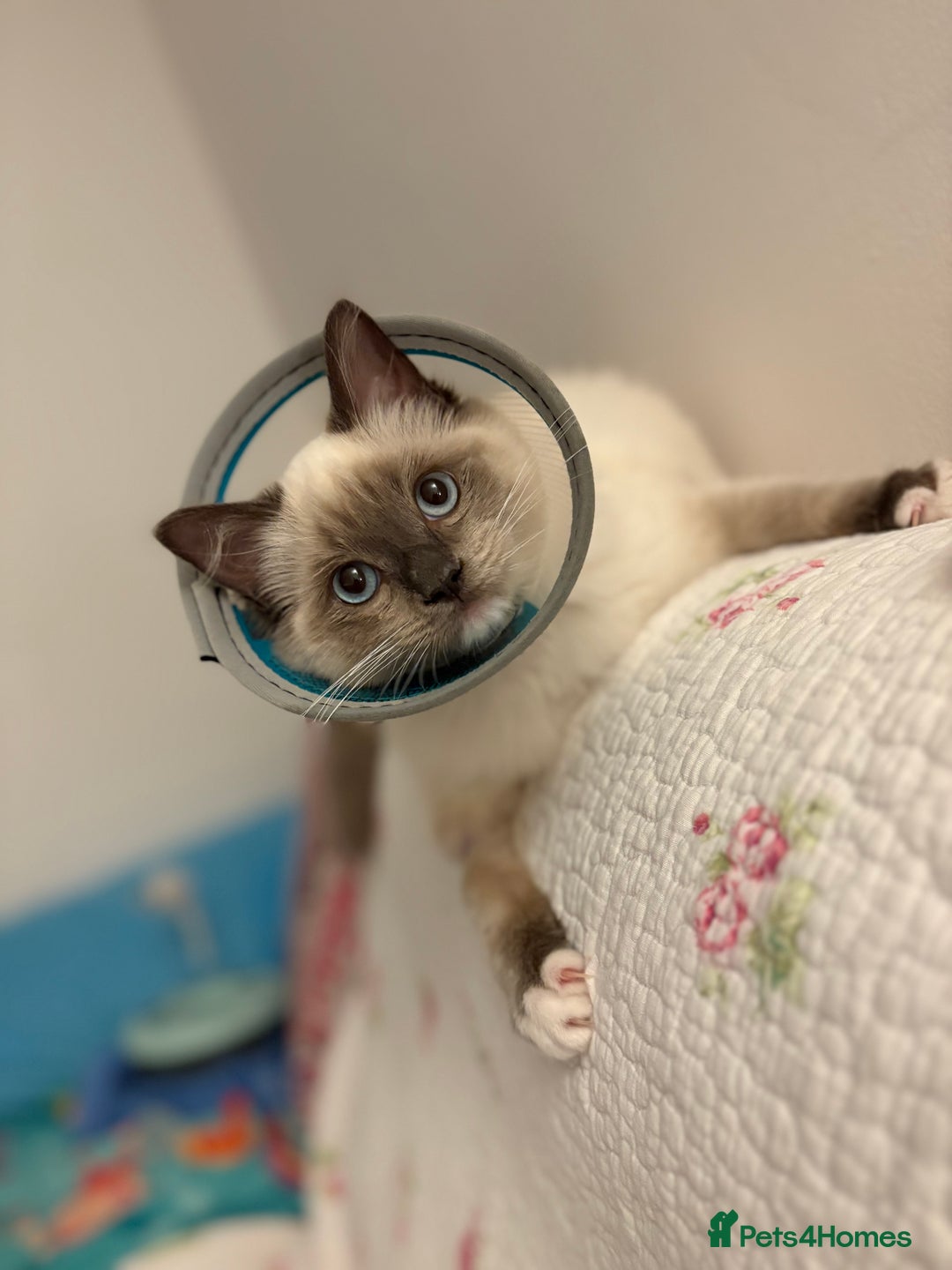 Ragdoll cats for sale: 5 beautiful Ragdoll kittens- 6 months old - Image 6