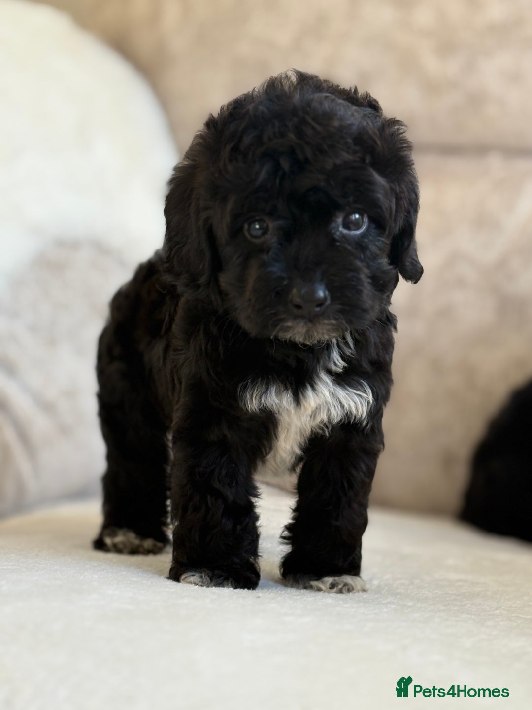 Cockapoo dogs for sale: F1 cockapoo puppies PRA TESTED - Image 12