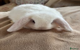 Mini Lop rabbits for sale: Beautiful mini lop rabbits - Image 9