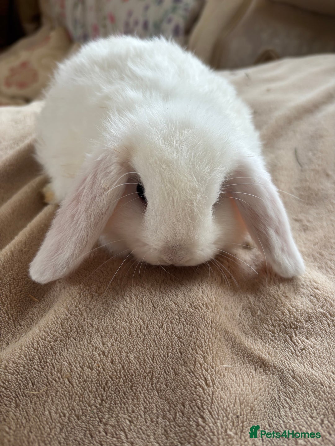 Mini Lop rabbits for sale: Beautiful mini lop rabbits - Image 9