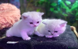Munchkin cats for sale: Full Pedigree Munchkin kittens - Image 3