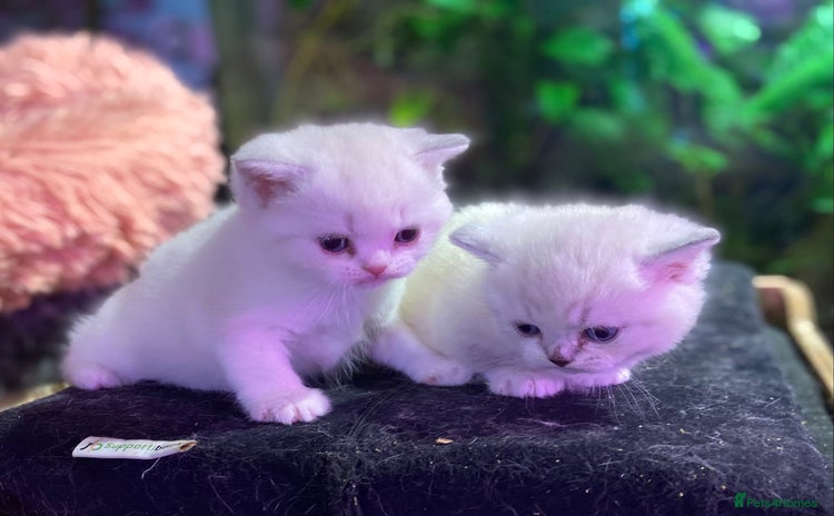 Munchkin cats - Advert 1
