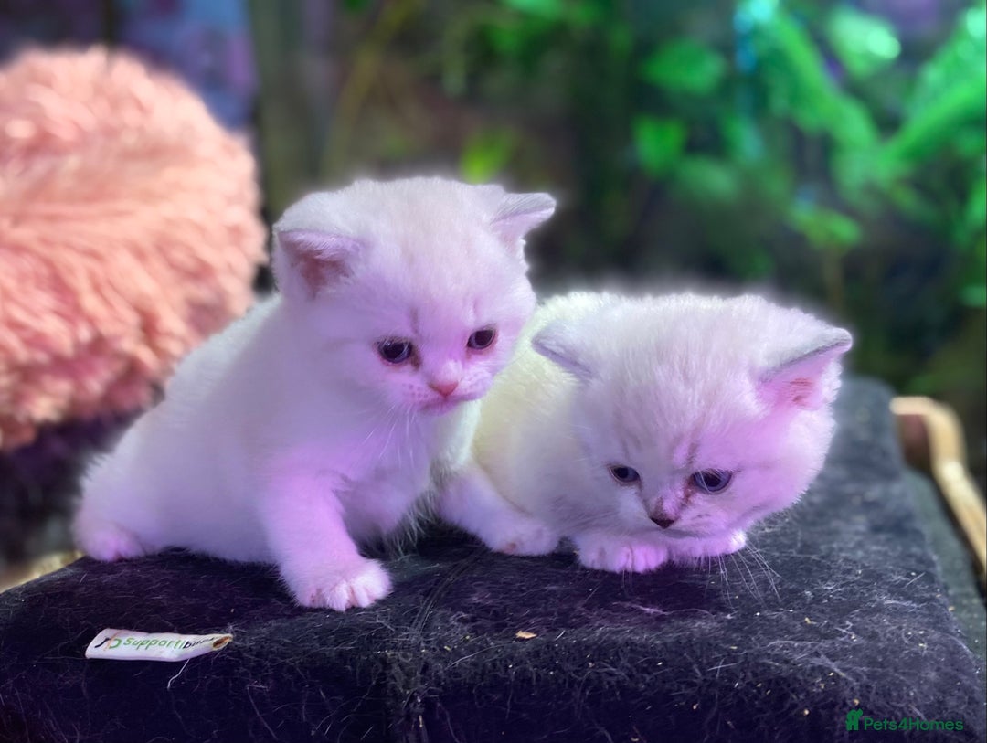 Munchkin cats for sale: Full Pedigree Munchkin kittens - Image 3