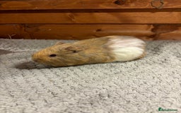 Guinea Pig rodents for sale: Female guinea pigs - Image 6