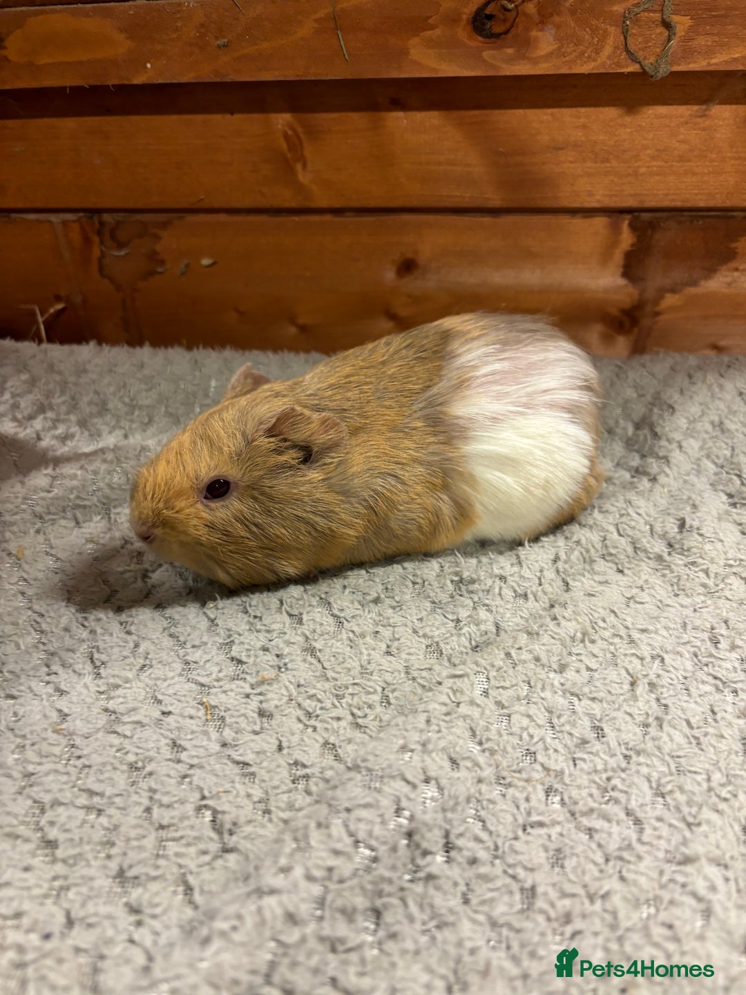 Guinea Pig rodents for sale: Female guinea pigs - Image 6