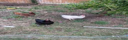Chickens poultry for sale: 3 Laying chickens  in Peterborough - Advert 1