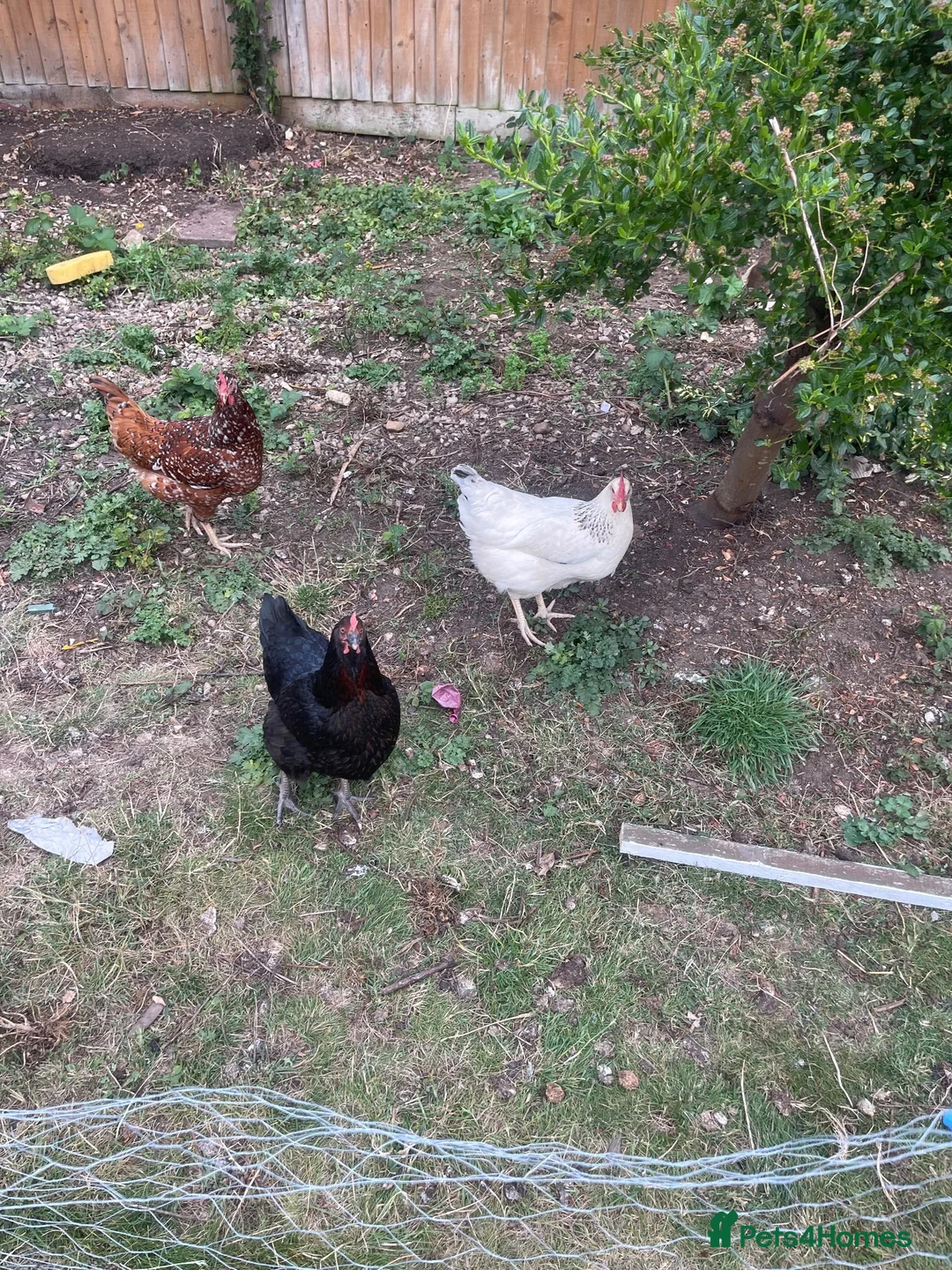 Chickens poultry for sale: 3 Laying chickens  in Peterborough - Advert 1