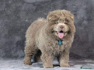 Chow Chow dogs Extremely Rare solid lilac male chow chow puppy - Advert 2
