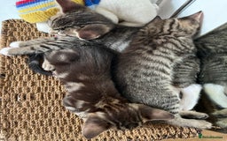 Bengal cats for sale: *1 Sold* 6wks old Sparkly Little Bengal X Kittens in Dorking - Image 10