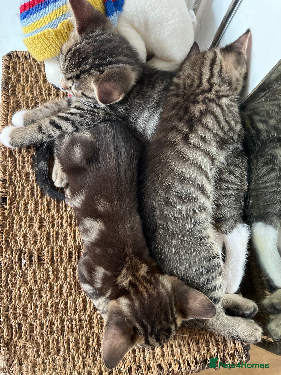 Bengal cats for sale: *1 Sold* 6wks old Sparkly Little Bengal X Kittens in Dorking - Image 10