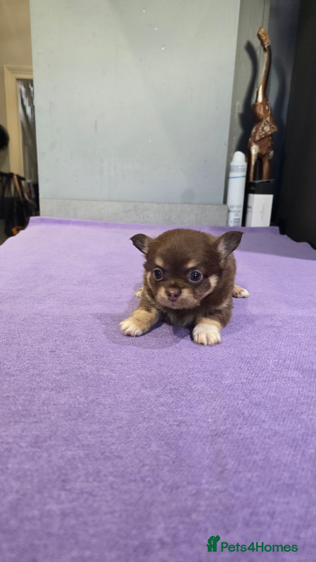 Chihuahua dogs for sale: Chihuahua puppies Russian ancestry with perfect bo - Advert 7