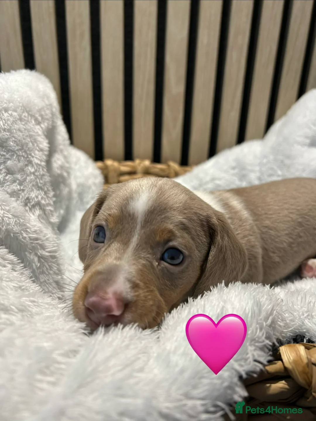 Miniature Dachshund dogs for sale: 4 beautiful miniature dachshund puppies - Advert 8