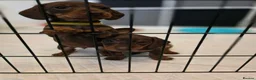 Miniature Dachshund dogs for sale: Chocolate and tan miniature dachshunds in Pontefract - Advert 8