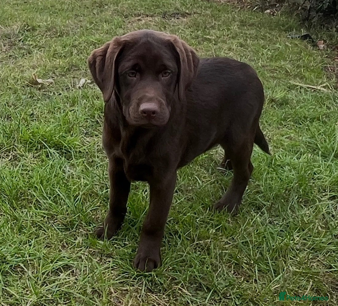 Labrador Retriever dogs ⭐️ 5 KC Female Chocolate Lab Puppies ⭐️ - Advert 1