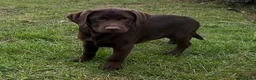 Labrador Retriever dogs for sale: ⭐️ 3 KC Female Chocolate Lab Puppies ⭐️ - Advert 2