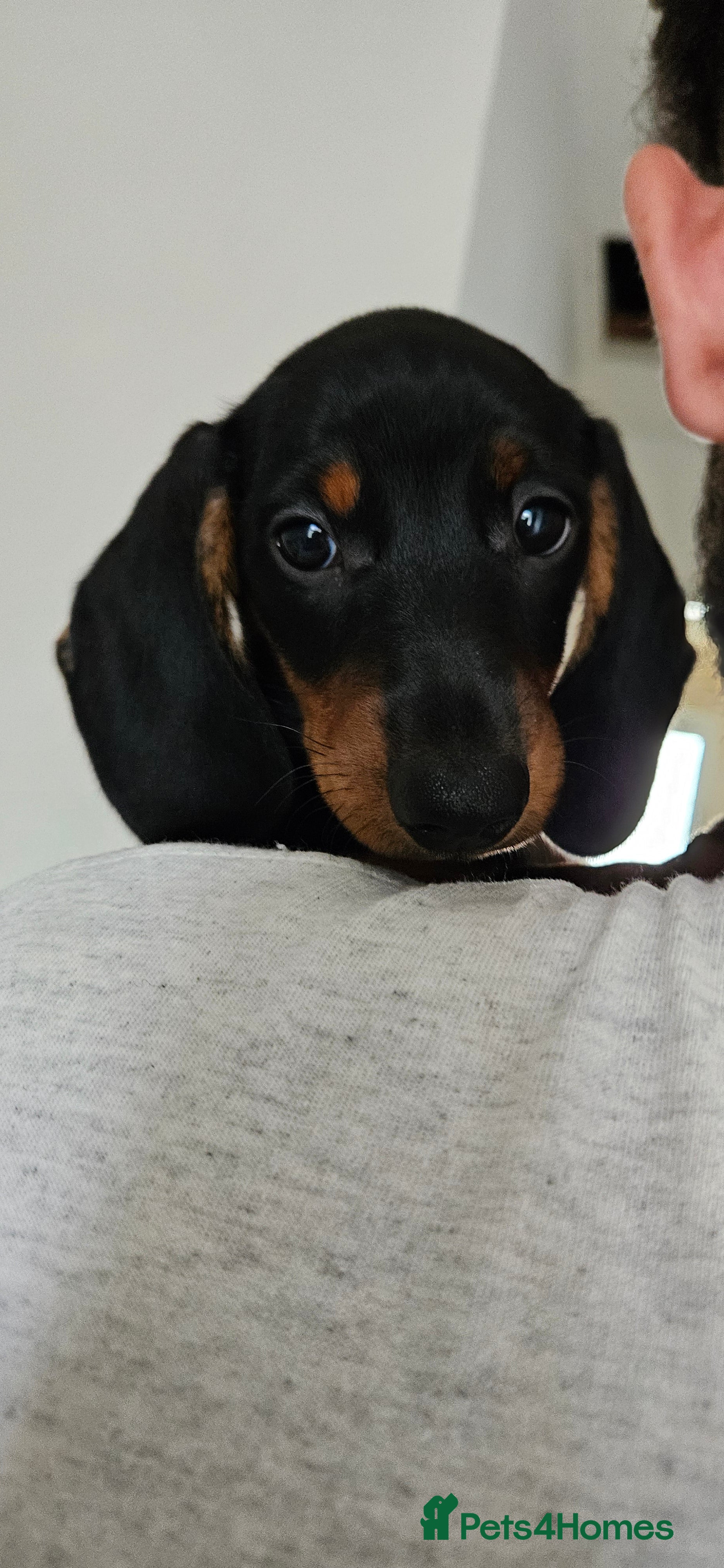 Miniature Dachshund dogs Our beautiful babies  - Advert 15